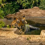 Chandigarh Rajaji National Park weekend Tour 2N/3D